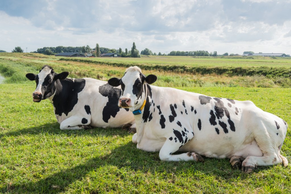 How to Measure Methane Emissions from Cattle
